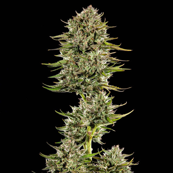 Auto Face Gas Feminized Cannabis Seeds