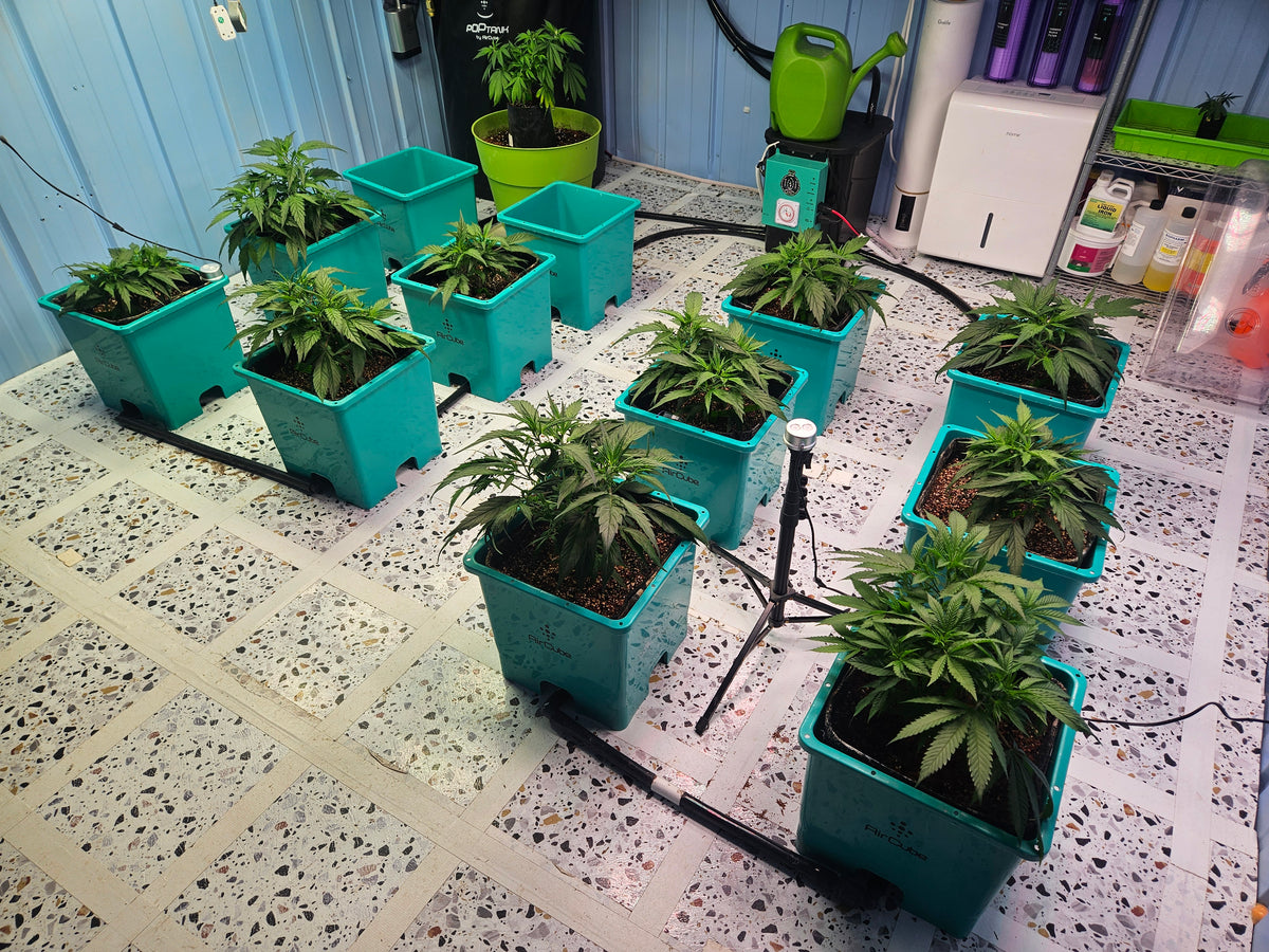The Ultimate Guide to Growing CBG Seeds
