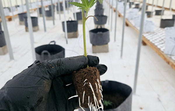 How to Grow Autoflowering Seeds: A Week-by-Week Guide