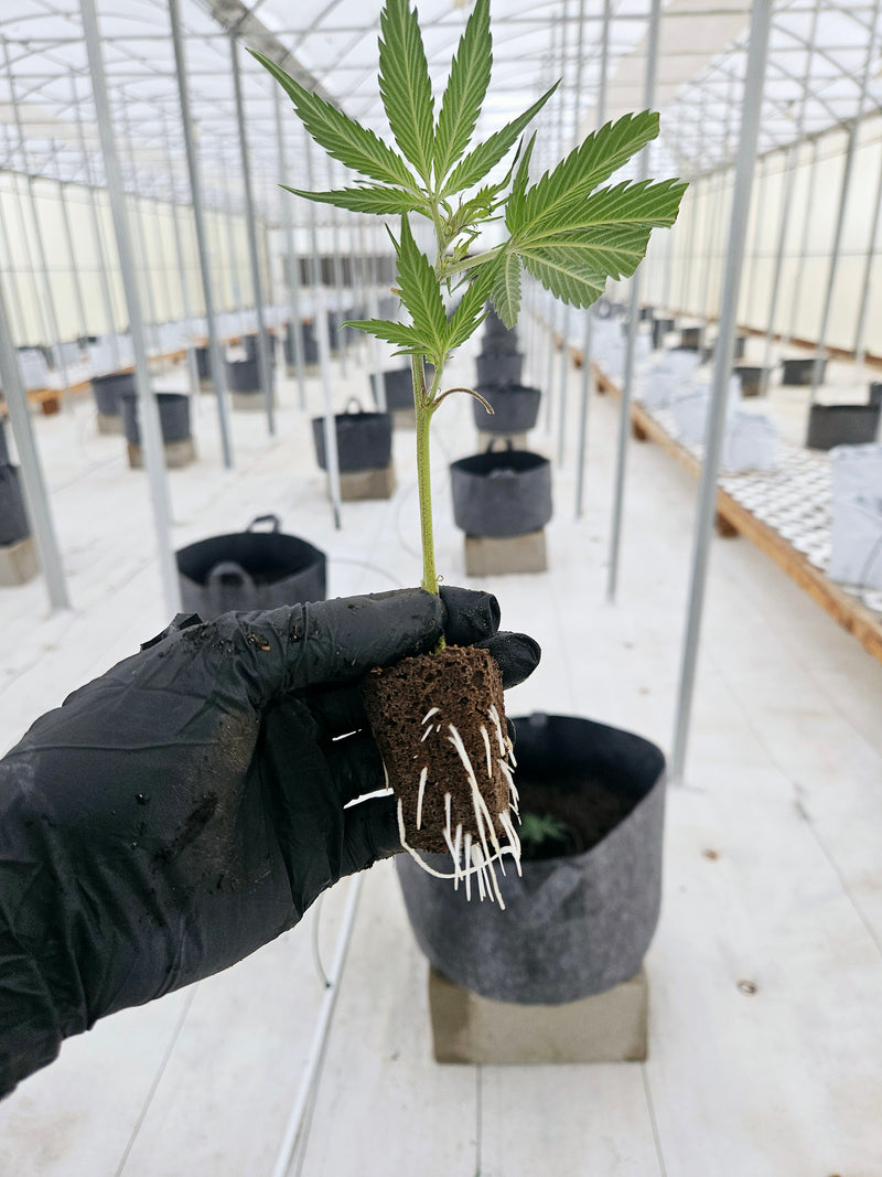Autoflower vs. Feminized Seeds: Your Guide to Choosing