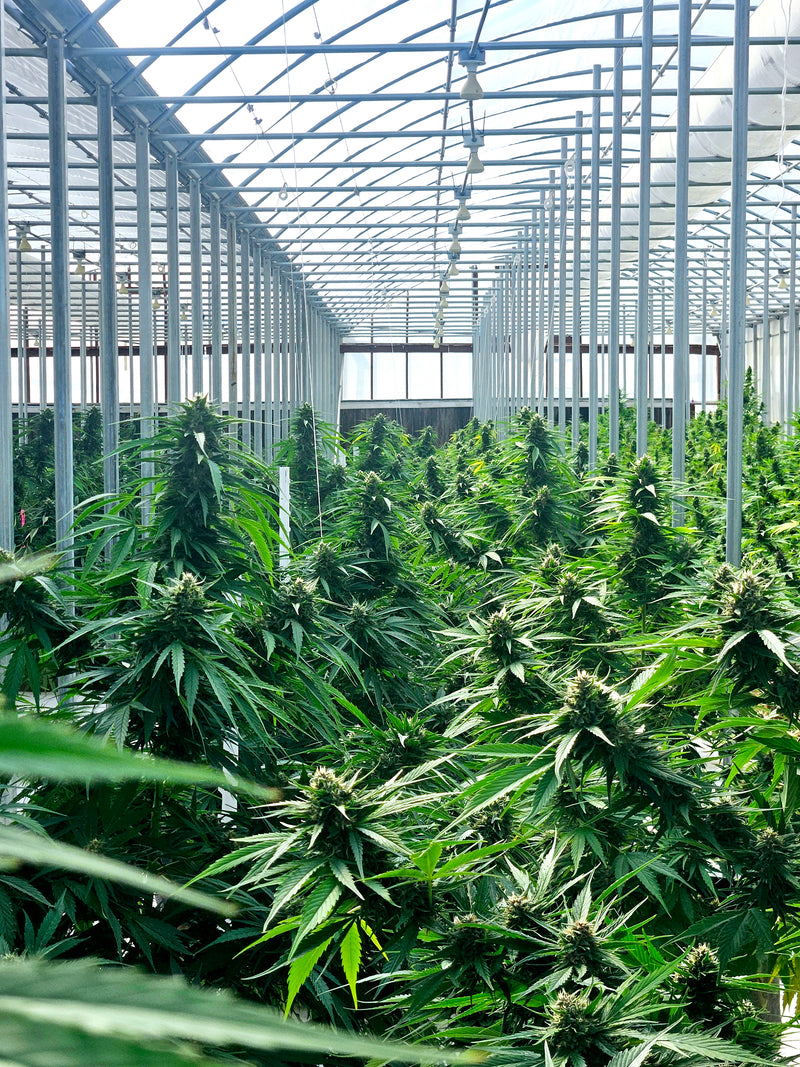 How to Grow Autoflower Seeds: A Step-by-Step Guide