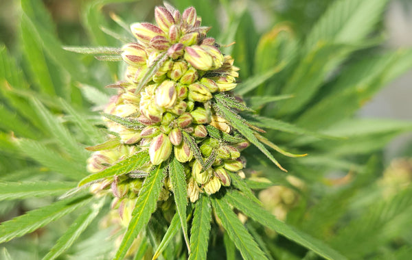 How to Germinate Autoflower Seeds Successfully