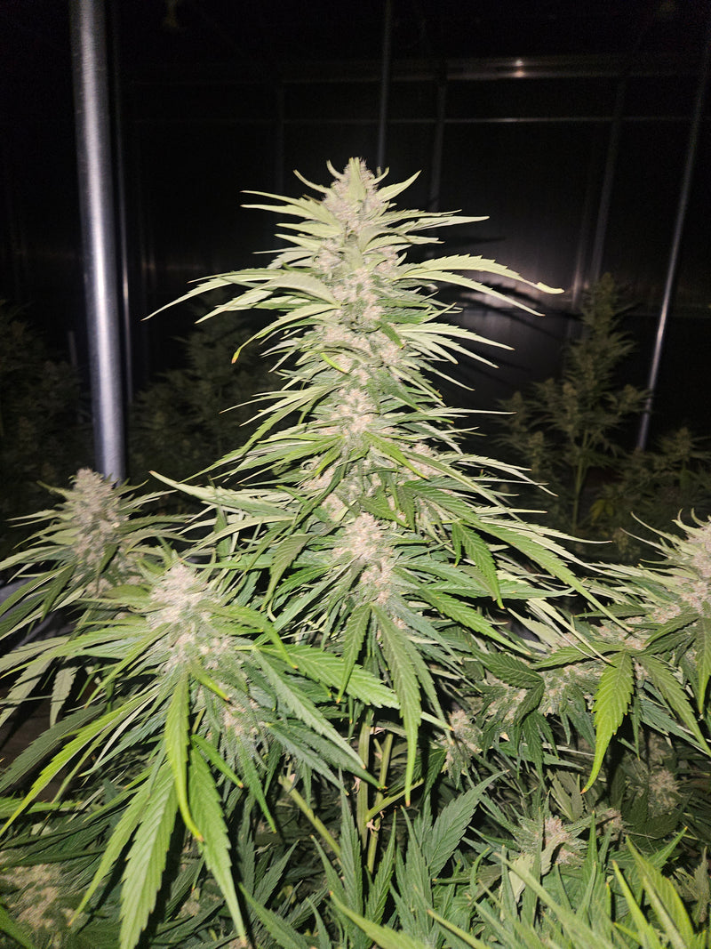 Autoflower Cannabis Seeds: Your Complete Grow Guide