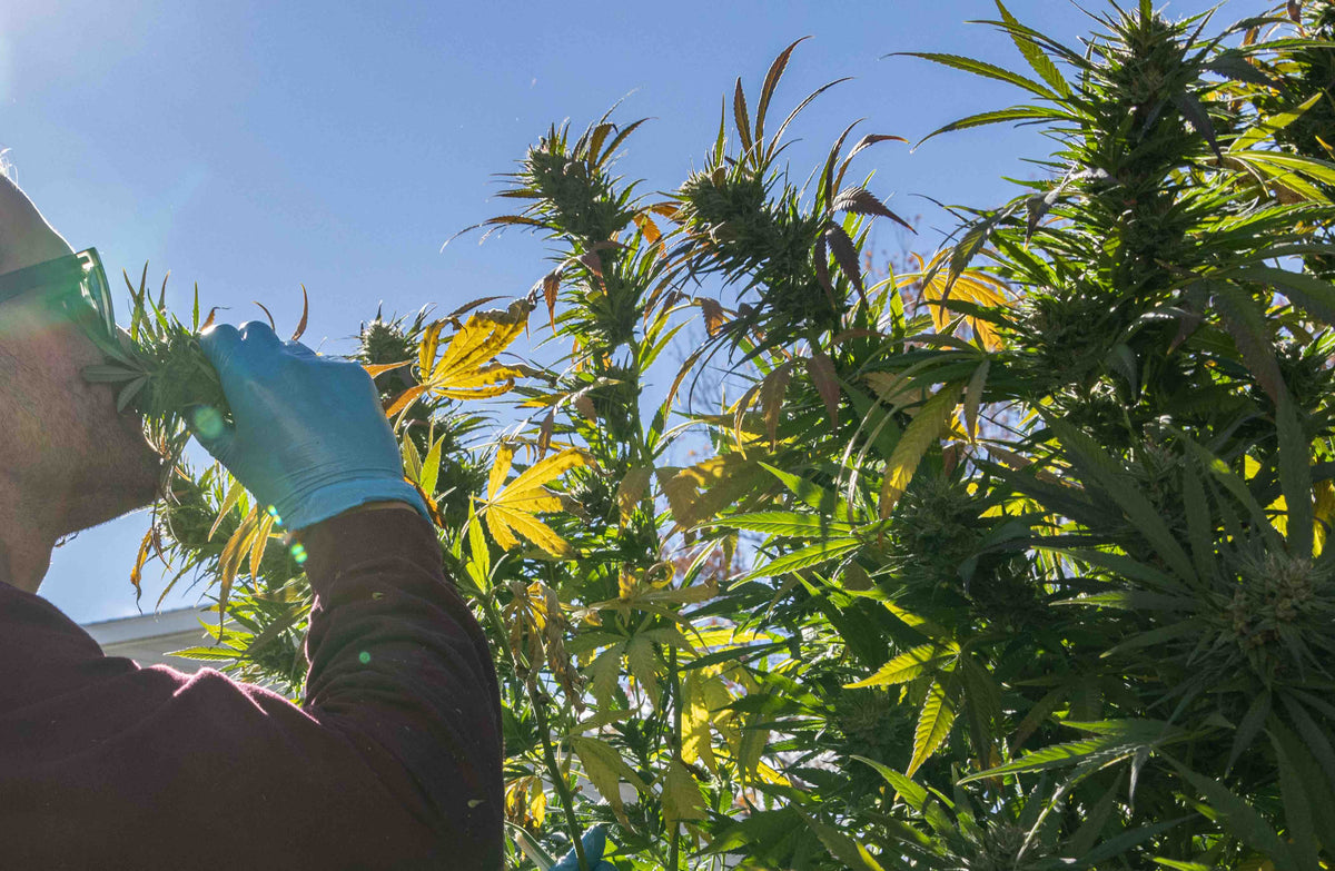 Mold on Weed: Can You Remove It & How to Prevent It