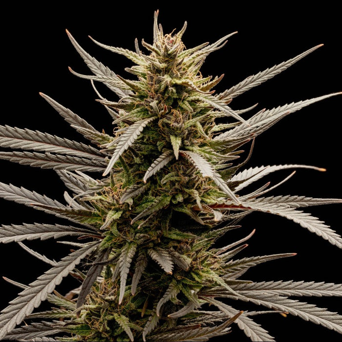 Blazimore Orioles CBD Seeds