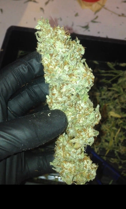 Wild Child Feminized Cannabis Seeds