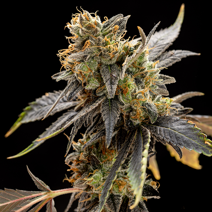 Rosella CBD Seeds
