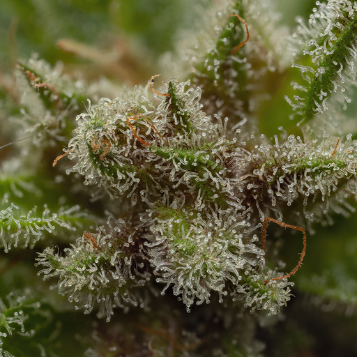 Mirco image of Sweet Grass hemp plant with an abundance of trichomes.
